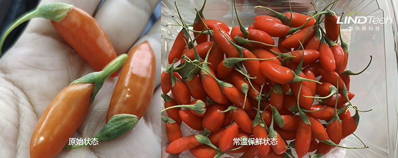 【常溫保鮮】看鮮枸杞保鮮如何從0.8天延長(zhǎng)到3天